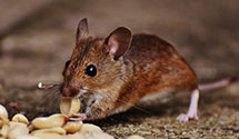 Find Exterminators in Fairfield And Hocking County